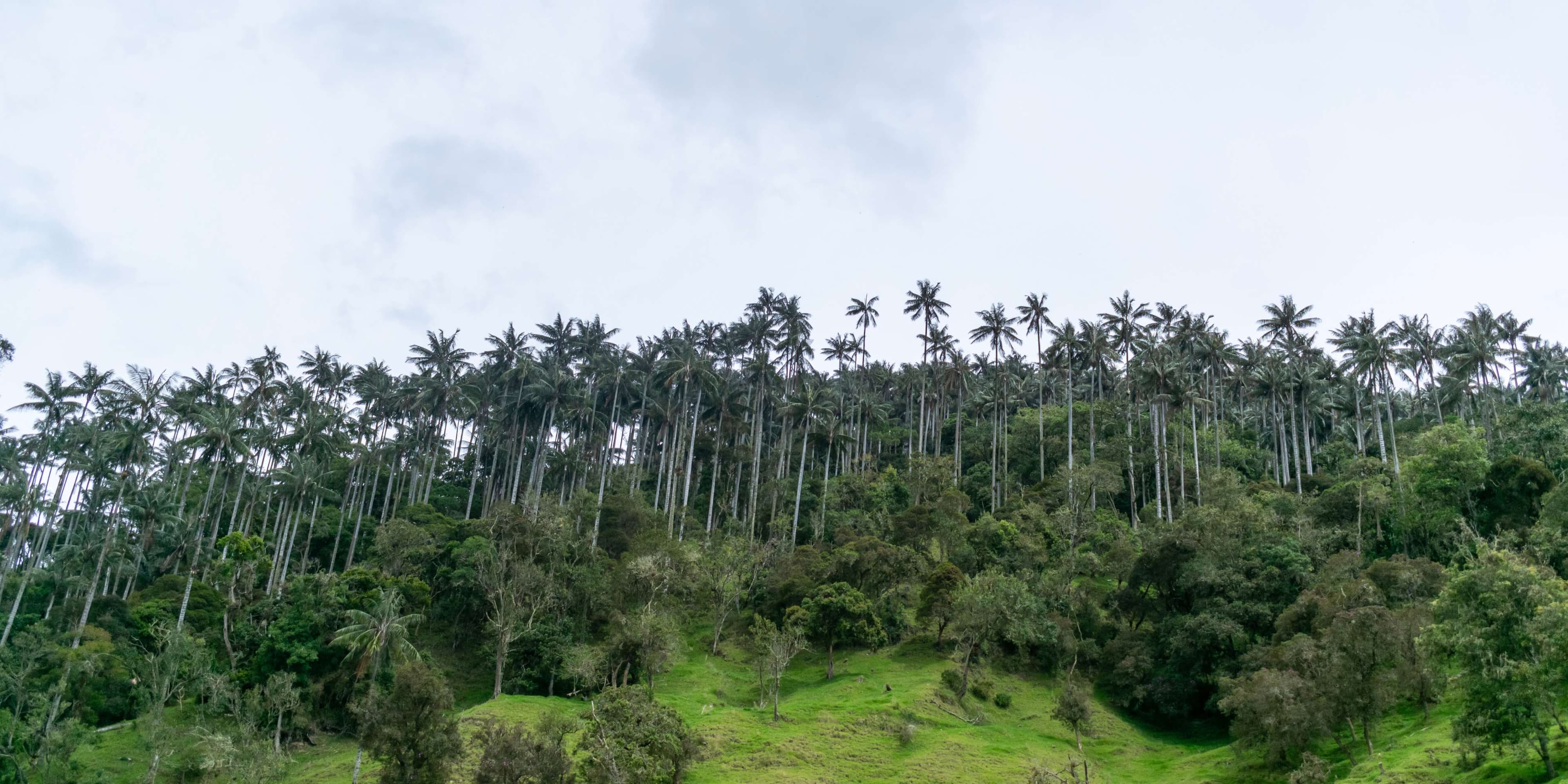 2 días en Toche y en los Gigantes de Colombia