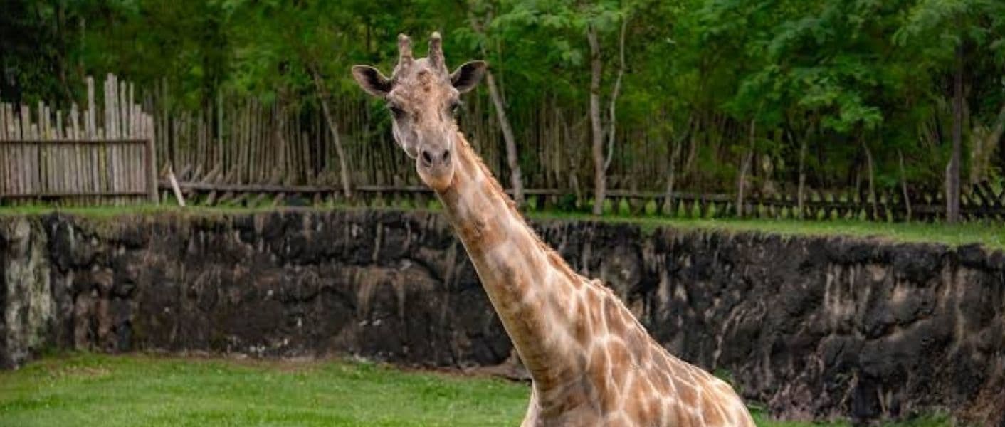 Bioparque Ukumarí y Parque Acuático Consotá