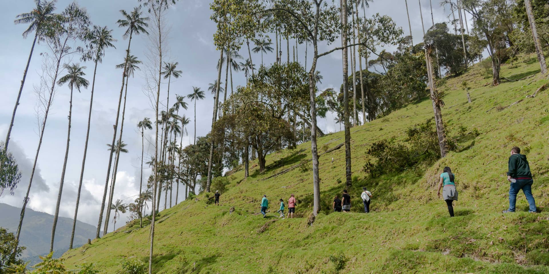 Bosque de Palma de Cera y Termales en Toche